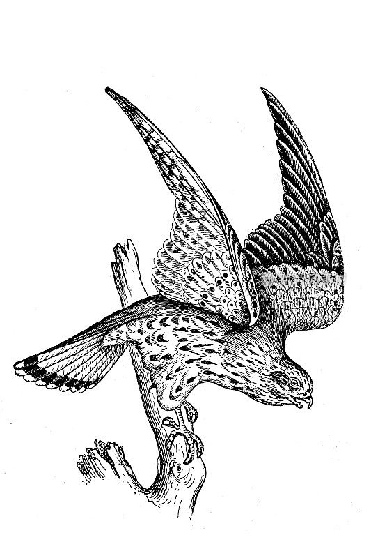 普通Kestrel (Falco tinnunculus)